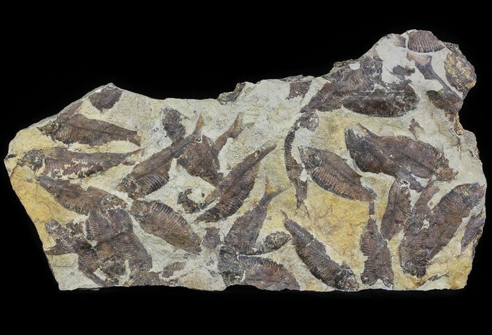 Fossil Fish (Gosiutichthys) Mortality Plate - Lake Gosiute #63968